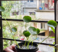 Coin Plant (8 leaf, 4 buds)